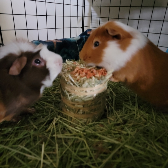 Meet your Posher, Sharon - Picture 5 of 12